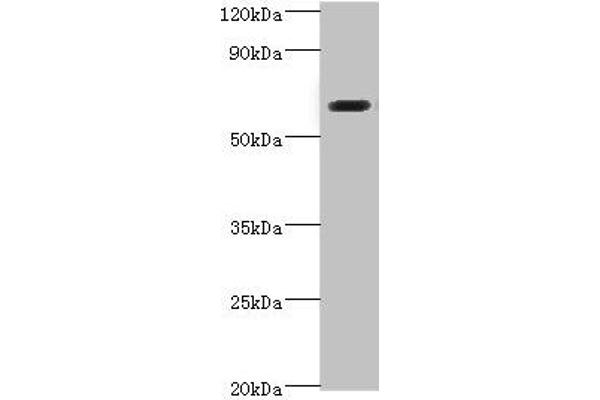 SHC4 antibody  (AA 1-185)