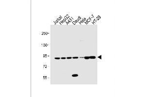 Image no. 2 for anti-Signal Transducer and Activator of Transcription 1, 91kDa (STAT1) (AA 717-745), (C-Term) antibody (ABIN1881847)