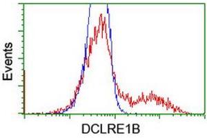 Image no. 2 for anti-DNA Cross-Link Repair 1B (DCLRE1B) (AA 1-280) antibody (ABIN2719245)