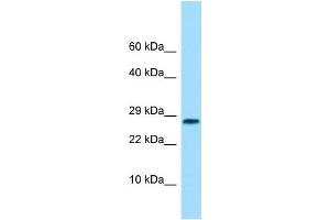 Image no. 1 for anti-Osteoglycin (OGN) (C-Term) antibody (ABIN2775391)