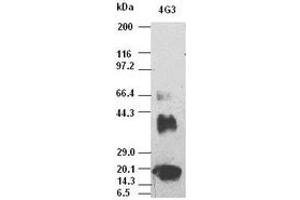 Image no. 1 for anti-Vascular Endothelial Growth Factor (VEGF) (AA 27-233) antibody (ABIN2735205)