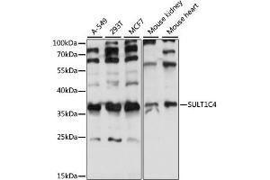 Image no. 1 for anti-Sulfotransferase Family, Cytosolic, 1C, Member 4 (SULT1C4) antibody (ABIN6568700)