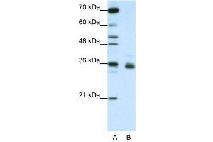 Image no. 3 for anti-Heterogeneous Nuclear Ribonucleoprotein A1-Like 2 (HNRNPA1L2) (N-Term) antibody (ABIN2778720)