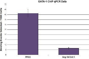 Image no. 1 for anti-GATA Binding Protein 1 (Globin Transcription Factor 1) (GATA1) (N-Term) antibody (ABIN6971674)