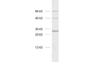 Image no. 1 for anti-BCL2/adenovirus E1B 19kDa Interacting Protein 1 (BNIP1) (AA 5-105) antibody (ABIN1742469)