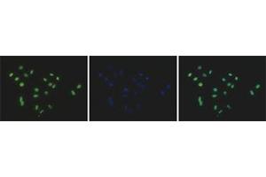 Image no. 1 for anti-Histone H2A Type 3 (HIST3H2A) (C-Term), (pan) antibody (ABIN5773887)