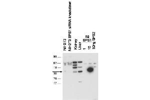 Western blot using  anti-SPS1 antibody shows detection of endogenous SPS1 in NIH3T3 cell.