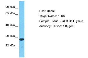 Image no. 1 for anti-Kallikrein 6 (KLK6) (N-Term) antibody (ABIN2778179)
