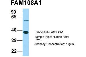 anti-Abhydrolase Domain Containing 17A (ABHD17A) (C-Term) antibody