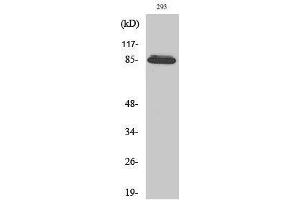 Image no. 1 for anti-ADAM Metallopeptidase Domain 32 (ADAM32) (Internal Region) antibody (ABIN3183171)