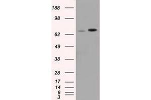 Image no. 8 for anti-Sorting Nexin 9 (SNX9) antibody (ABIN1501044)
