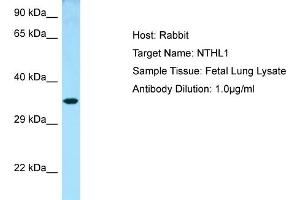 Image no. 1 for anti-Nth Endonuclease III-Like 1 (NTHL1) (N-Term) antibody (ABIN2789777)
