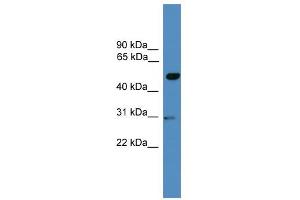 Image no. 2 for anti-Galactose-3-O-Sulfotransferase 3 (GAL3ST3) (Middle Region) antibody (ABIN2784072)
