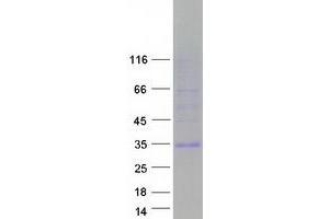 Image no. 1 for EGF-Like-Domain, Multiple 7 (EGFL7) (Transcript Variant 1) protein (Myc-DYKDDDDK Tag) (ABIN2719974)