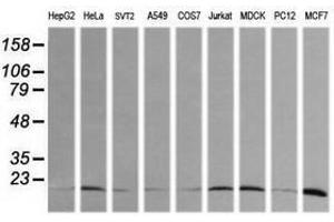 Image no. 2 for anti-HRas proto-oncogene, GTPase (HRAS) antibody (ABIN1498713)