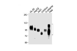 Image no. 4 for anti-Solute Carrier Family 3 (Activators of Dibasic and Neutral Amino Acid Transport), Member 2 (SLC3A2) (AA 588-615), (C-Term) antibody (ABIN654111)