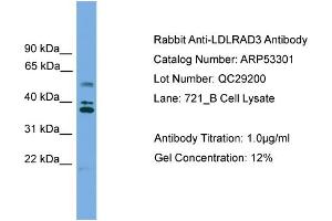 Image no. 2 for anti-Low Density Lipoprotein Receptor Class A Domain Containing 3 (LDLRAD3) (Middle Region) antibody (ABIN2785332)