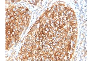 Image no. 4 for anti-CD9 (CD9) antibody (ABIN6941084)