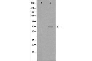 Image no. 1 for anti-Proteasome (Prosome, Macropain) 26S Subunit, ATPase, 3 (PSMC3) antibody (ABIN6264480)