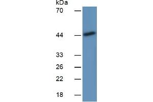 Image no. 3 for Indoleamine 2,3-Dioxygenase (IDO) ELISA Kit (ABIN6730945)