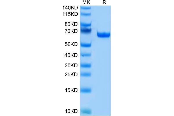 BTN1A1 Protein (Fc Tag)