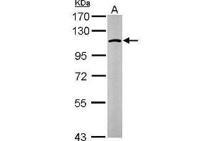 Image no. 1 for anti-Glucosidase, Alpha, Neutral AB (GANAB) (N-Term) antibody (ABIN2855336)