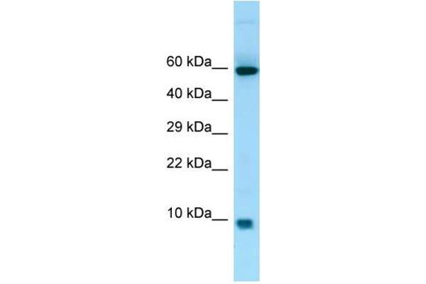 anti-S100 Calcium Binding Protein A7A (S100A7A) (Middle Region) antibody