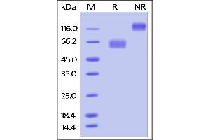 Image no. 2 for CD28 (CD28) (AA 19-152) (Active) protein (Fc Tag,AVI tag,Biotin) (ABIN3137669)