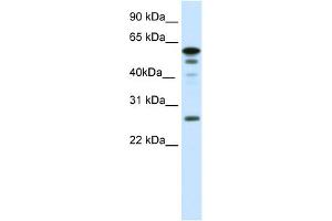 Image no. 1 for anti-Forkhead Box D1 (FOXD1) (N-Term) antibody (ABIN2779846)