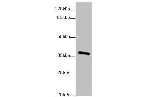 Image no. 1 for anti-POU Domain, Class 4, Transcription Factor 3 (POU4F3) (AA 1-180) antibody (ABIN6098221)