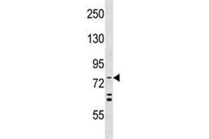 Image no. 8 for anti-ATG7 Autophagy Related 7 (ATG7) (AA 494-523) antibody (ABIN3028482)