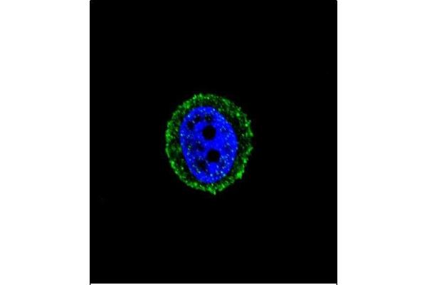 Calcitonin Receptor antibody  (AA 465-494)