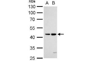 Image no. 1 for anti-Tumor Necrosis Factor Receptor Superfamily, Member 25 (TNFRSF25) (Center) antibody (ABIN2856167)