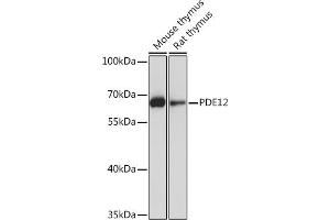 PDE12 antibody  (AA 17-300)