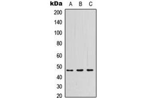 Image no. 1 for anti-Pregnancy Specific beta-1-Glycoprotein 3 (PSG3) (Center) antibody (ABIN2706884)