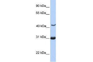 Image no. 1 for anti-Nucleoporin 35kDa (NUP35) (C-Term) antibody (ABIN630746)
