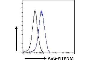 Image no. 1 for anti-Phosphatidylinositol Transfer Protein, Membrane-Associated 1 (PITPNM1) (C-Term) antibody (ABIN185208)