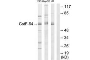 Image no. 1 for anti-Cleavage Stimulation Factor, 3' Pre-RNA, Subunit 2, 64kDa (CSTF2) (AA 11-60) antibody (ABIN1533702)