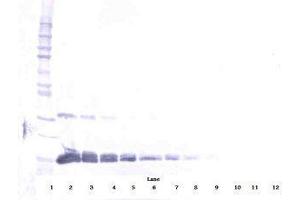 Image no. 2 for anti-Vascular Endothelial Growth Factor A (VEGFA) antibody (ABIN465469)