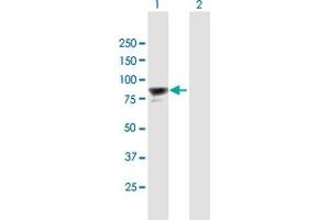 anti-PAX Interacting (With Transcription-Activation Domain) Protein 1 (PAXIP1) (AA 1-757) antibody