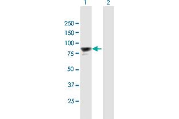 anti-PAX Interacting (With Transcription-Activation Domain) Protein 1 (PAXIP1) (AA 1-757) antibody