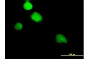 Image no. 2 for anti-NIMA (Never in Mitosis Gene A)-Related Kinase 2 (NEK2) (AA 1-445) antibody (ABIN518283)