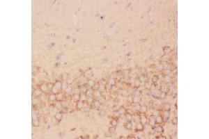 FSHB antibody  (AA 19-129)