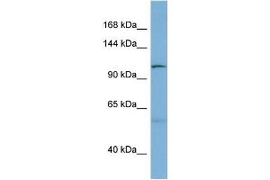 Image no. 2 for anti-DnaJ (Hsp40) Homolog, Subfamily C, Member 10 (DNAJC10) (N-Term) antibody (ABIN2783736)