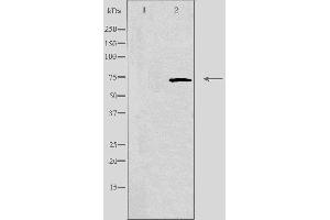 Image no. 1 for anti-A Kinase (PRKA) Anchor Protein 10 (AKAP10) (N-Term) antibody (ABIN6257659)