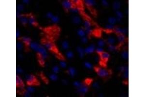 Immunofluorescence analysis of Human stomach tissue using CD284 Polyclonal Antibody at dilution of 1:200.