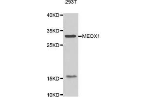 Image no. 1 for anti-Mesenchyme Homeobox 1 (MEOX1) antibody (ABIN4904347)