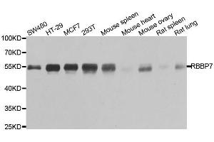 Image no. 2 for anti-Retinoblastoma Binding Protein 7 (RBBP7) antibody (ABIN6146746)