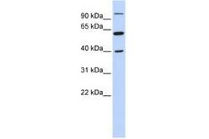 anti-Leucine Zipper-EF-Hand Containing Transmembrane Protein 2 (LETM2) (N-Term) antibody