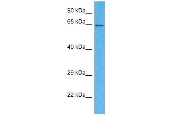 SLC15A4 antibody  (N-Term)